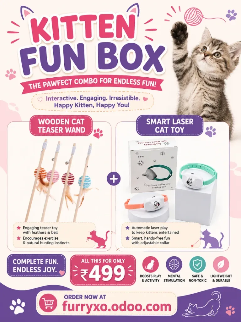 Kitten Fun Box
